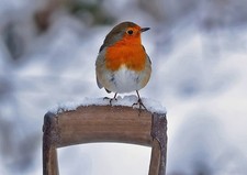 Photo 6x4 A winter robin Galashiels This shot of a robin on a spade handl c2018