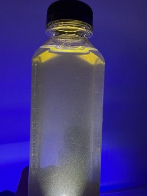 saltwater copepods live 16 0Z BUY TWO GET ONE FREE !!!!! Three Pod Species
