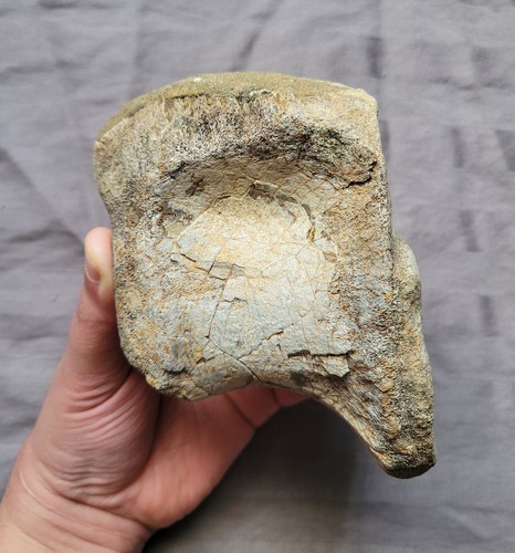 Rare Allosaurus Fossil Jurassic Dinosaur Vertebra Bone From Colorado