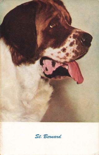 St. Bernard Dog Breed Postcard About 1950s    C5 - Picture 1 of 2