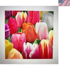 50 Count Tulip Bulbs - Mixed Colors for a Beautiful 60-Day Spring Display
