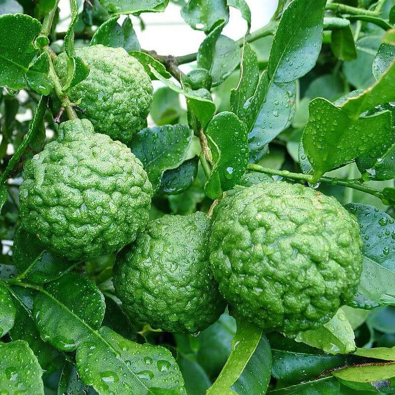Combava Citrus hystrix arbuste anti nuisibles pour jardin d'hiver et véranda lumineuse