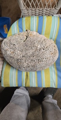Corral Brain 13 Inch