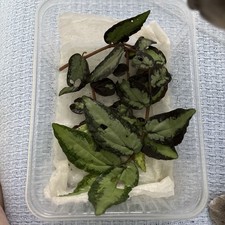 Pellionia repens, Rankpflanze Terrarium