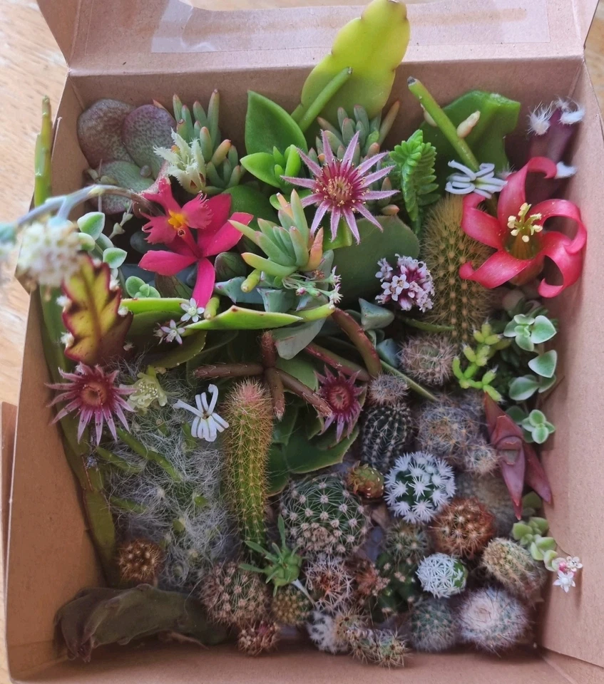 Cacti Cuttings Cactus  Succulent Collectors Echinopsis Euphorbia Pack Mix Sum - image 2 of 4