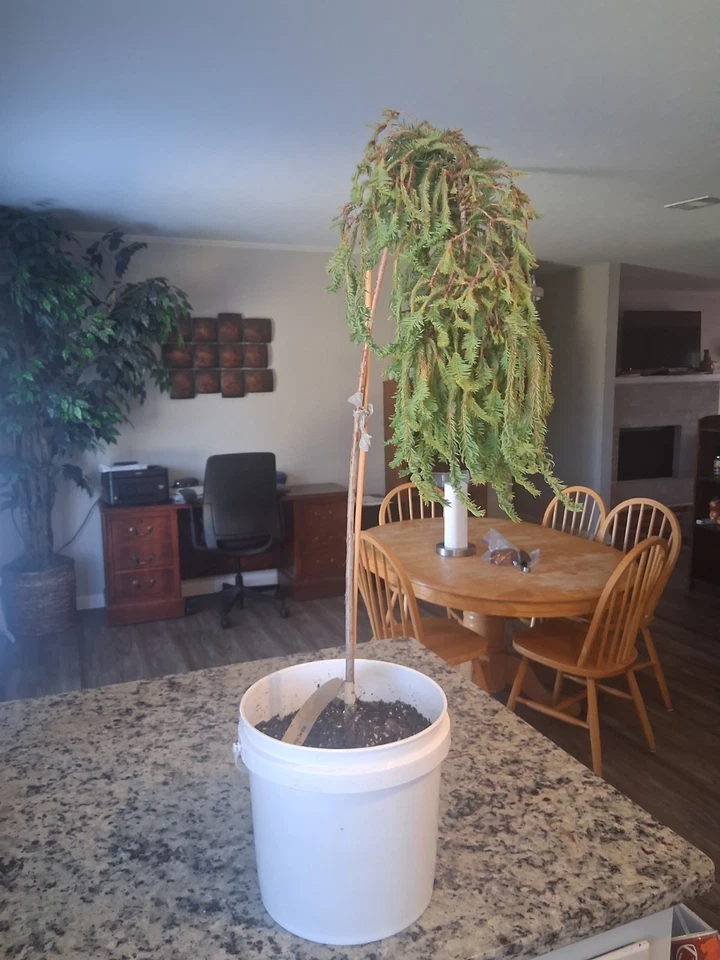 Ciprés calvo enano raro Taxodium distichum 'Gee Whiz' 🔥 Foto 3 de 4