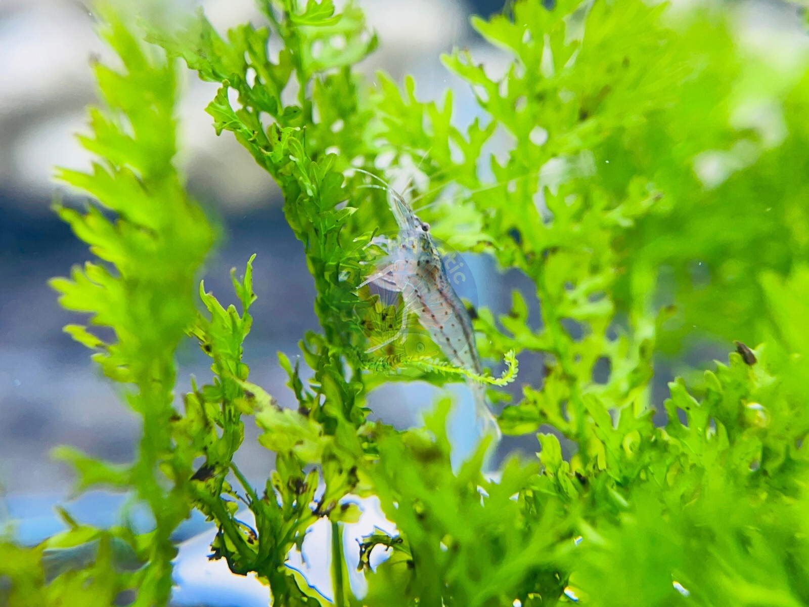 SF Aquatic™ 10 Amano Live Freshwater Aquarium Shrimps Algae Eater For Planted Aquarium