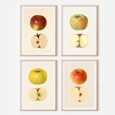 Set of Apple ILLUSTRATION ART PRINTS Wall picture Home Art (A4 Sized, unframed)