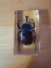 Rhinocerous Beetle Acrylic Cased Paper Weight
