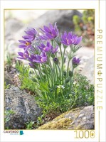 Calvendo Puzzle Pasque Flower | 1000 Pieces, Finished Size 25.2 × 18.9 In (64 ×