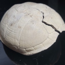 **CRACKED SHELL**BLEACHED FOSSILIZED REPTILE BONE TURTLE Skeleton #3