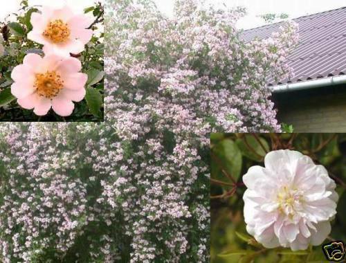Wildrosen schnellwüchsige Kletterpflanzen Kletterrosen winterharte Blumen Garten - Bild 1 von 2
