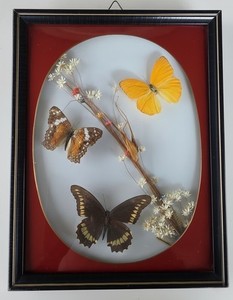 VTG Taxidermy Butterflies Entomology Botanical Cottage Core BRAZIL 8x10