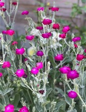 Lychnis Coronaria 🌸 Rose Campion  100 SEEDS Pink Perennial