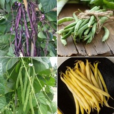 French Bean Seeds - Huge Selection of Varieties
