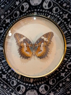 Cethosia hypsea Schmetterling im Messingrahmen Falter