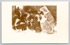 RPPC Sad Puppies Grouped In Corner Of Kennel Real Photo Postcard D44