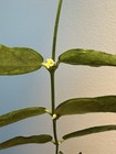 Hoya pandurata Vietnam — photo 4