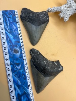 3.37  & 3.50  Twins Meg Teeth Fossil   Extinct Species   Large Prehist