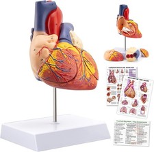 Life Size Anatomical Heart Model - 49 Structures, 4 Detachable Parts, Magnetic A