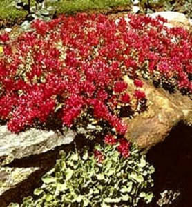 Usa Seller 100 Seeds Sedum Spurium Dragons Blood Red Ground Cover Garden Plant Ebay