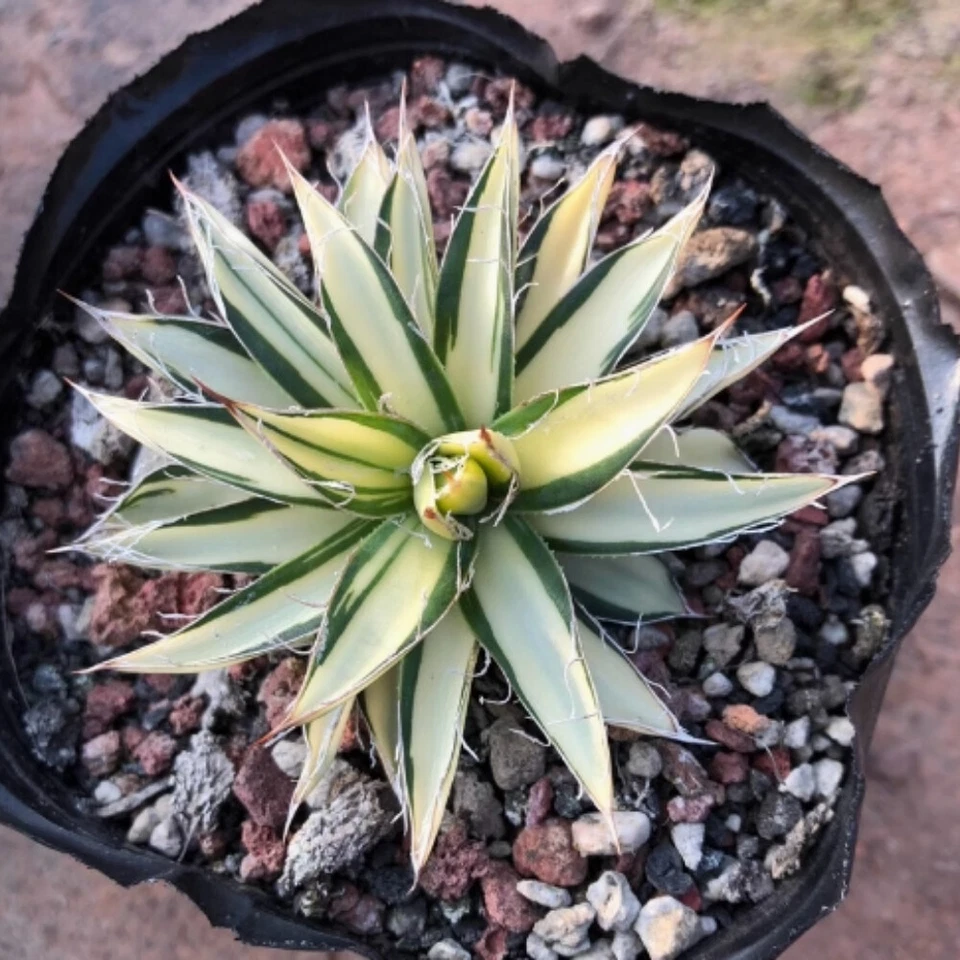 7cm 1PCS Agave Filifera 'Ouhi-Midare-Yuki Indoor and Outdoor Planting Rare - Image 3 of 4