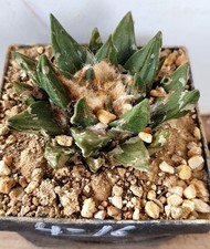 Ariocarpus scaphirostris, sulle proprie radici (4-16)