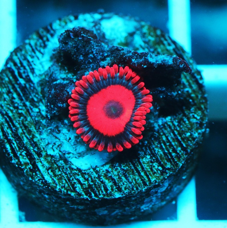 Tequila Sunrise Zoa Frag Zoanthids Zoa Paly SPS LPS Corals, WYSIWYG