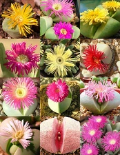 ARGYRODERMA MIX, succulent cactus mixed living stones rocks plant seed  20 SEEDS