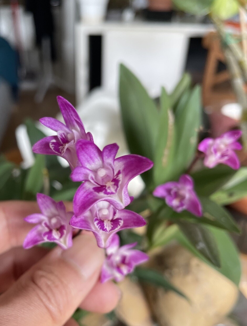 Dendrobium kingianum ‘Rosemary’ divisions