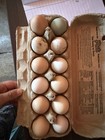 12 + Layers Choice Chicken Hatching Eggs! 4 Silkie Mix Eggs Guarantee! — photo 9