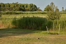 A rabbit sits front and center in this photograph depicting several layers of