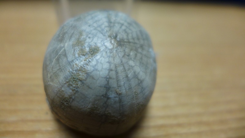 GEOLOGICAL ENTERPRISES Cretaceous fossil echinoid Camerogalerus cylindricus FR.