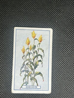 Gallaher Plants Of Commercial Value #10 Sorghum Cigarette Card