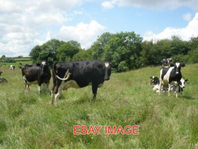 PHOTO  COWS NEAR WHEATLANDS COPPICE 2009