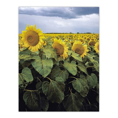 Ein Kansas Sonnenblumenfeld hautnah Highsmith Wandbild Poster Druck