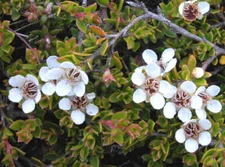 Leptospermum rupestre ALPINE TEA TREE Seeds!
