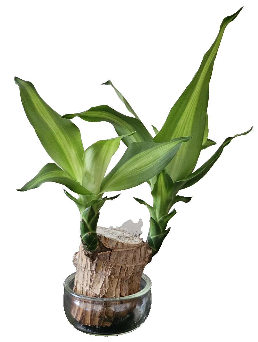 hardy ginger plants Hedychium Tai Monarch