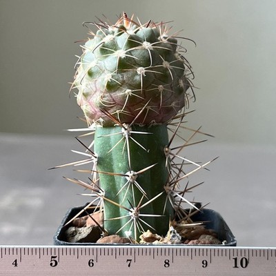 A11-832 Neowerdermannia vorwerkii, MS 1096, Yavi-Santa Victoria, JUJ (Grafted)