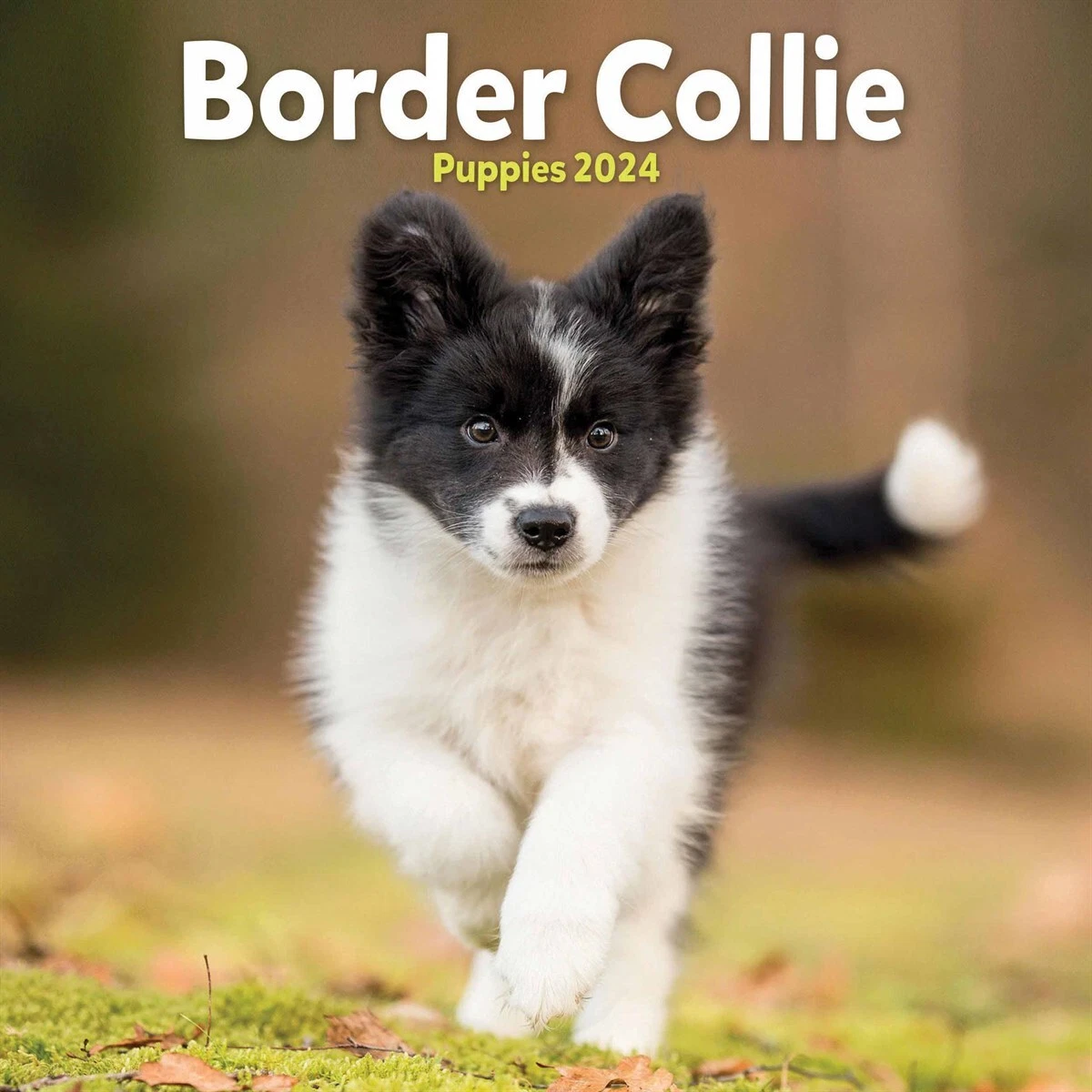 Border Collie Puppy Calendar 2024 Berny Celesta