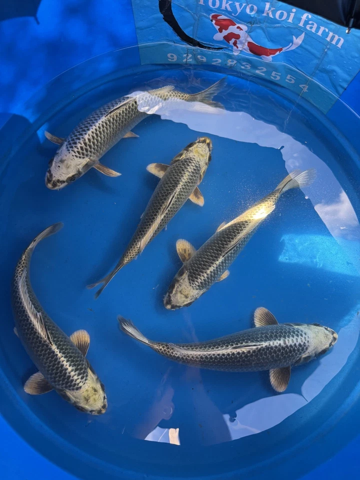 Jumbo mix  tosai  Japanese Koi Atlanta - Image 3 of 4