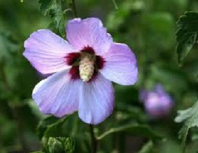 2 Rose Of Sharon Hibiscus Organic Live Plant w/Roots Transplant Starter Bush 1FT - Image 2 of 4