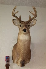 Whitetail Deer Head Shoulder Mount Taxidermy Cape Shed Antler Mule