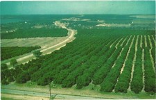 Florida Orange and Grapefruit Groves in The Heart of the Citrus Belt Postcard