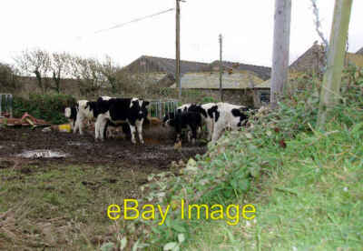 Photo 6x4 Winter feed at Arden-Sawah Polgigga Although there is still gra c2005