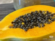 Hawaiian Strawberry papaya seeds Fresh 12 seeds*Non GMO *No pesticides