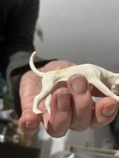 Beswick Foxhound With Head Down