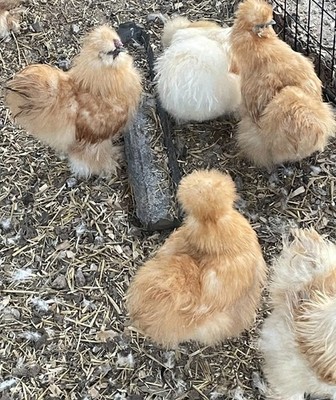 12 BEARDED SILKIE BANTAM HATCHING EGGS BUFF (Crested and Bearded with Muffs)