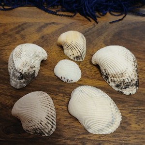 Lot Of 7 Natural Sea Shells Art Craft Seashells  Scallop 