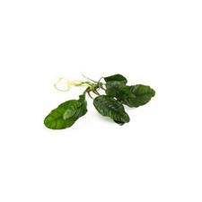 Anubias Barteri Coffeefolia 